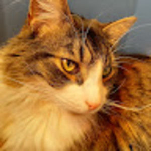 Meet your Posher, Kai